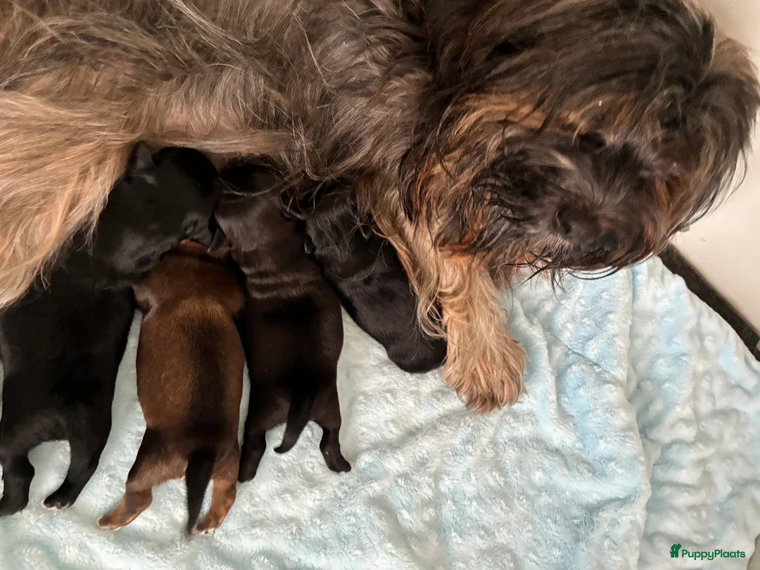 Havanezer honden te koop: Havanezer pup teefje - Advertentie 2