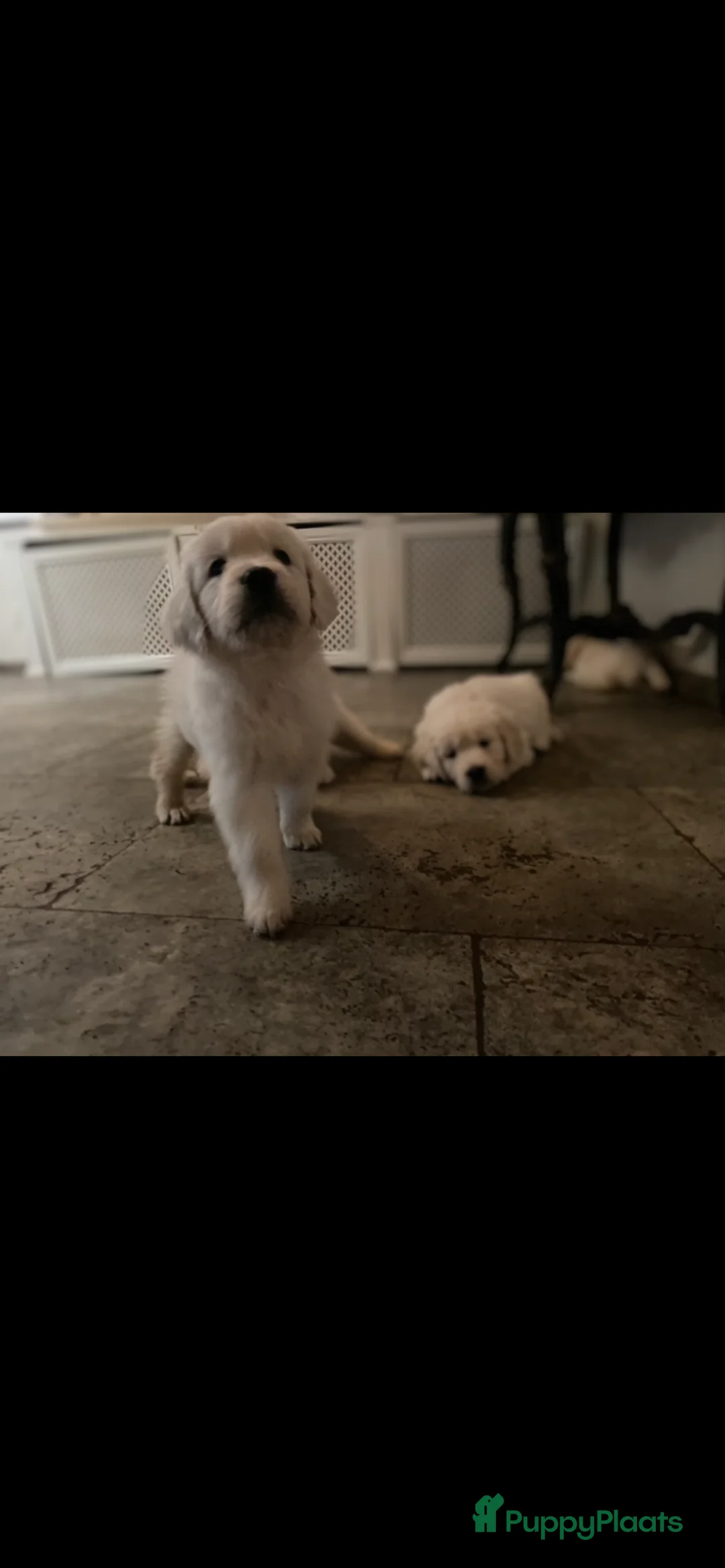 Golden Retriever honden te koop: Golden retiever pups - Advertentie 12