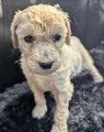 Labradoodle Kleur vacht: Amber - kleur halsbandje donker blauw