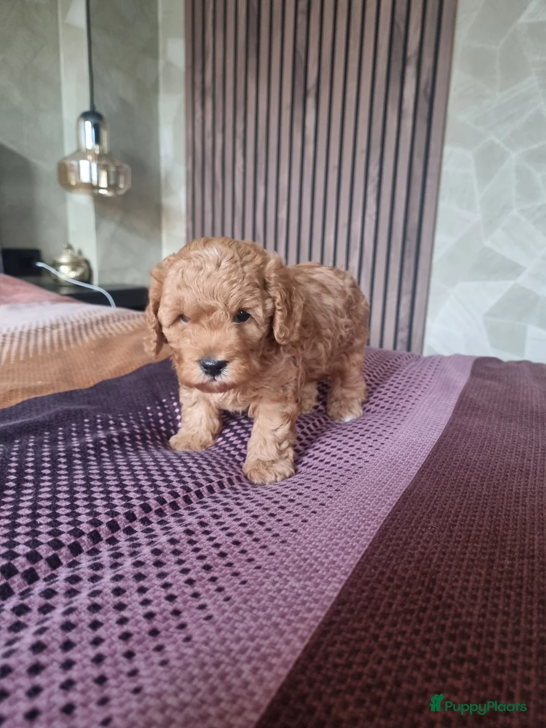 Poedel Toy honden te koop: Toy poedel - Advertentie 3