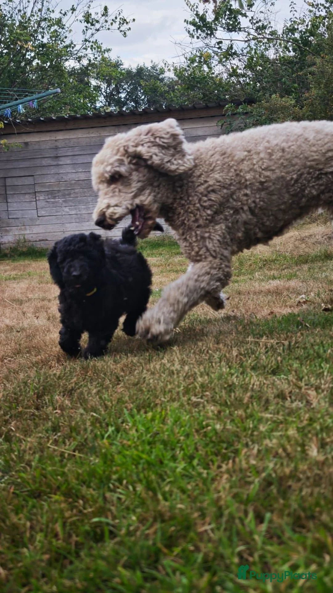 Poedel honden te koop: Laatste kans ivm annulering !! - Advertentie 6
