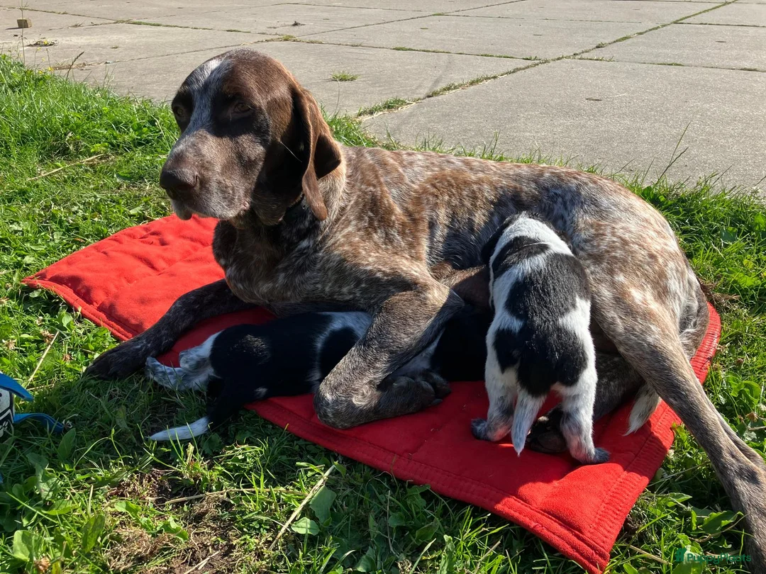 Kruising honden te koop: bijzondere kruising  stabij x duitse staande  - Advertentie 2