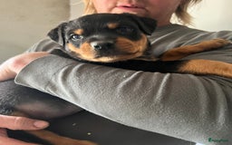 Rottweiler honden te koop: Prachtige super knappe puppy’s  in Haps - Afbeelding 20