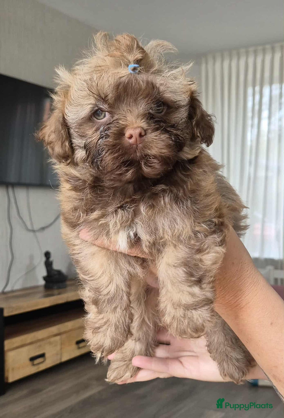 Bolonka Zwetna honden te koop:  We hebben nog 1 ♂️ bolonka zwetna beschikbaar  - Advertentie 6