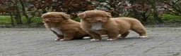 Nova Scotia Duck Tolling Retriever honden te koop: Speelse Nova Scotia Duck Tolling Retriever pups  - Advertentie 13