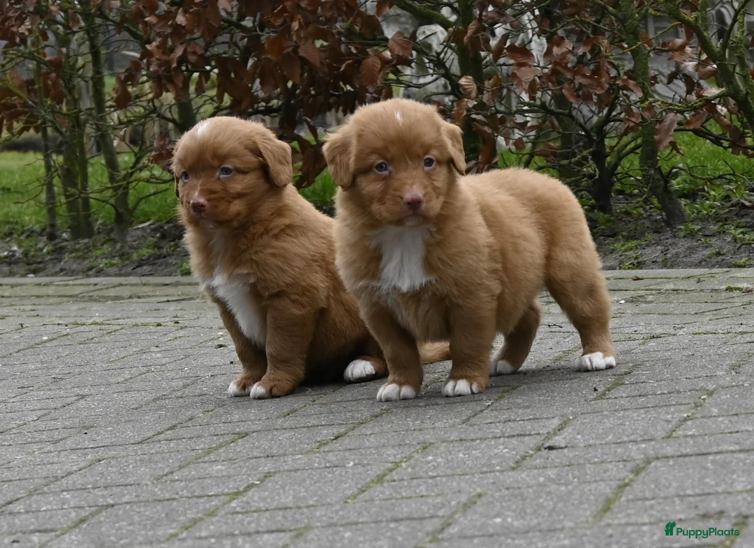 Nova Scotia Duck Tolling Retriever honden te koop: Speelse Nova Scotia Duck Tolling Retriever pups  - Advertentie 13
