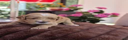 Australian Labradoodle honden te koop: Prachtig nestje Australian Labradoodles  - Advertentie 15