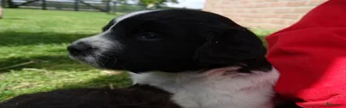 Friese Stabij Puppy 4