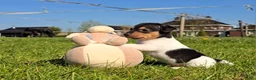Jack Russel Terriër honden te koop: 🥰 5 Prachtige Jack Russel pups! 🐶 - Advertentie 18