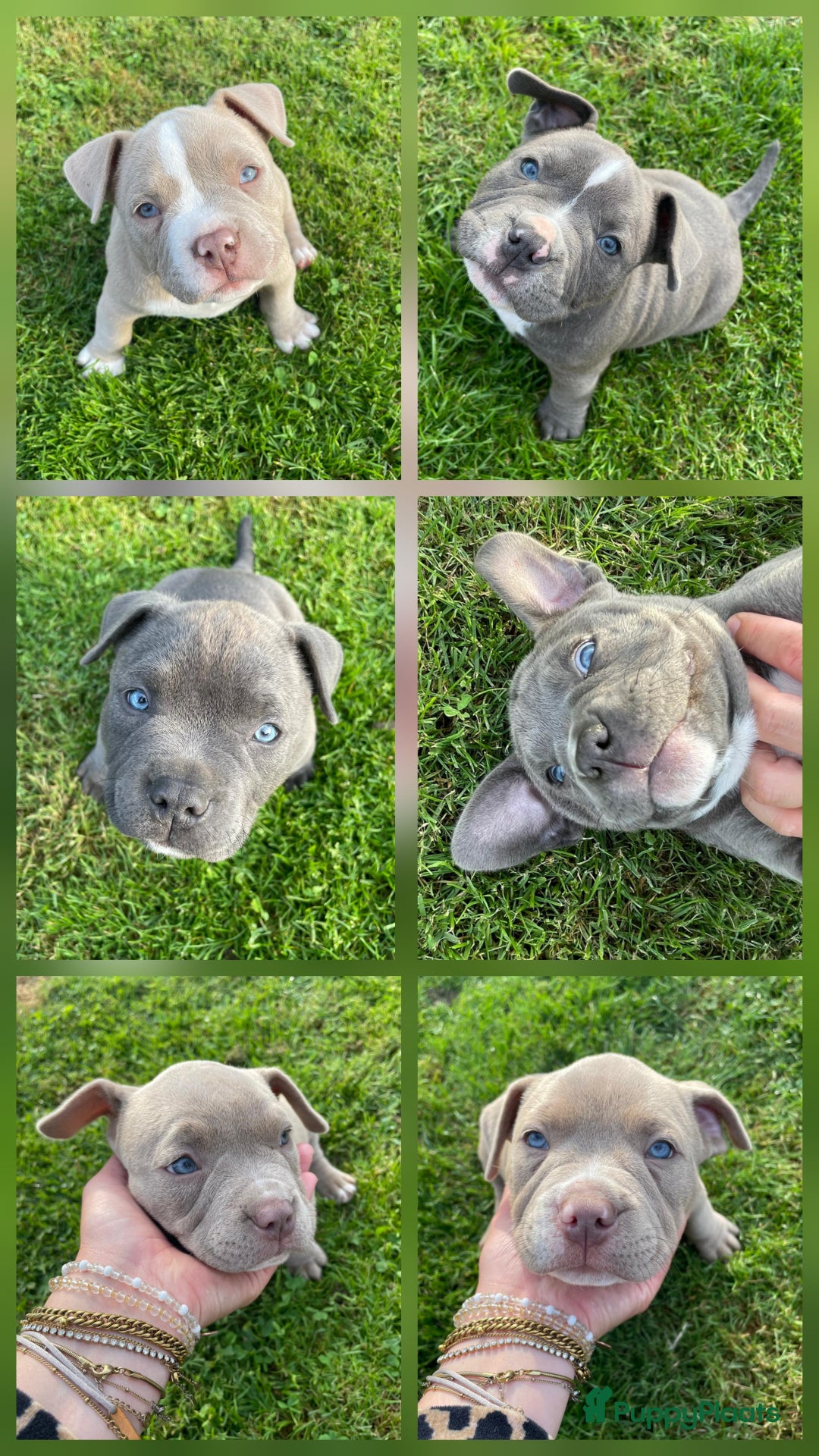 Galerij afbeelding {{count}}