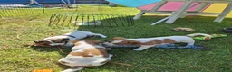 Jack Russel Terriër honden te koop: Jack Russel puppys in Callantsoog - Advertentie 8