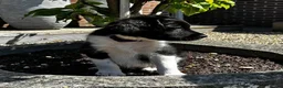 Friese Stabij honden te koop: Lieve en Sociale Friese Stabij pups - Advertentie 7
