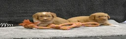 Nova Scotia Duck Tolling Retriever honden te koop: Nova Scotia Duck Tolling Retriever pups # Toller - Advertentie 13