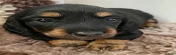 Teckel (langhaar) honden te koop: Prachtige Black en Tan pups - Advertentie 6