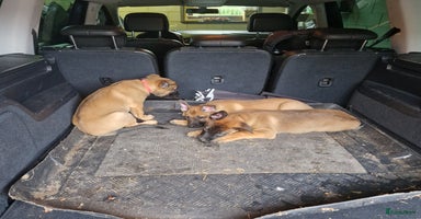 Mechelse Herder honden - Advertentie 12