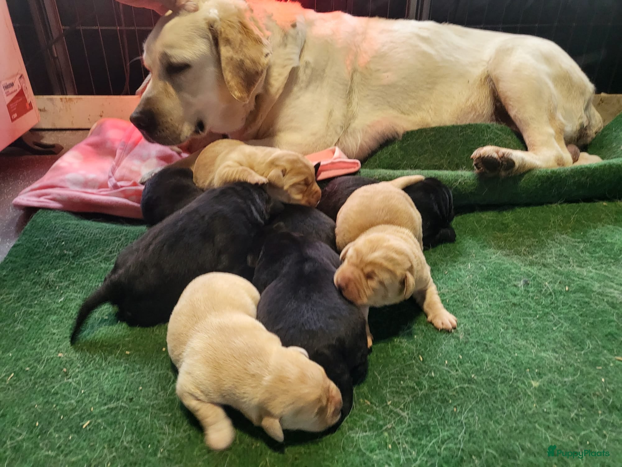 Labrador Retriever honden Mooi nest Labrador pups - Advertentie 1