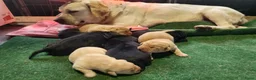 Labrador Retriever honden te koop: Mooi nest Labrador pups - Advertentie 1