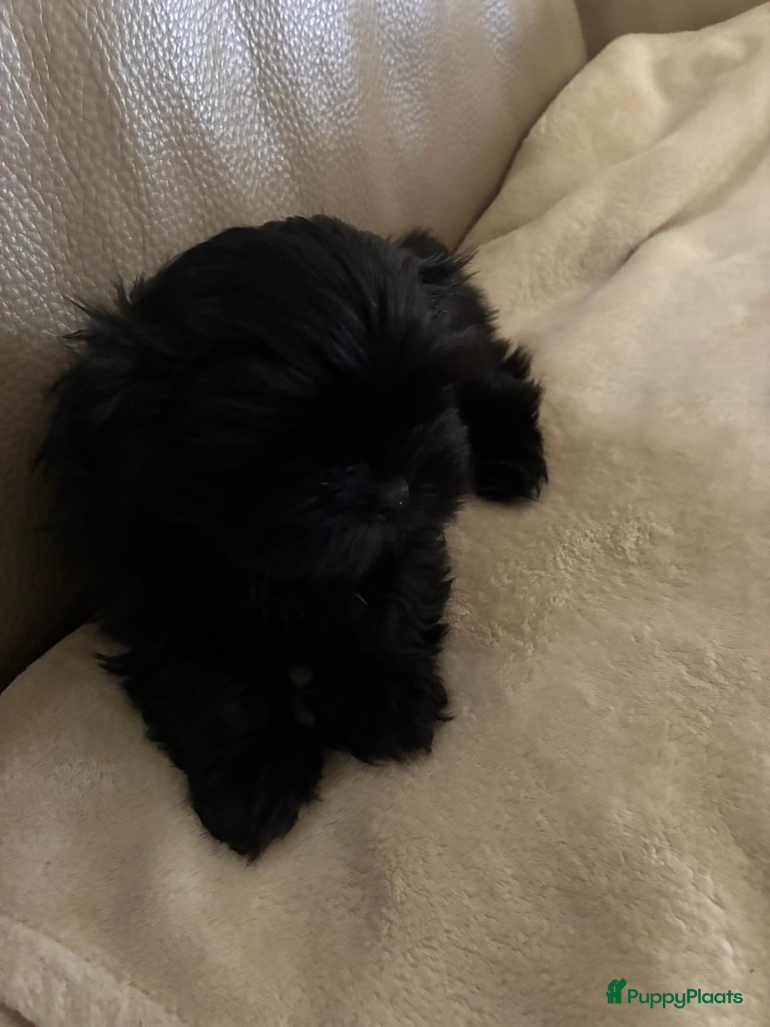 Shih Tzu honden te koop: Shih tzu pups  - Advertentie 3