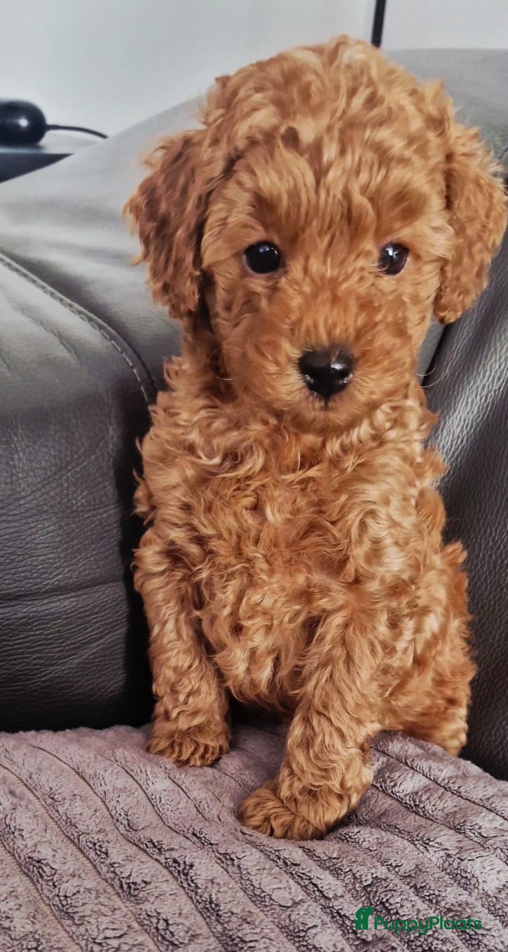 Dwergpoedel honden Dwergpoedel reutje - Advertentie 1