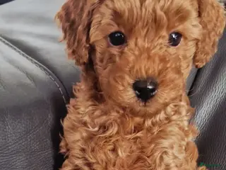 Dwergpoedel honden Dwergpoedel reutje - Advertentie 1