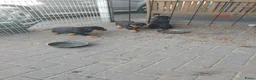 Rottweiler honden te koop: Rottweiler pups - Advertentie 15