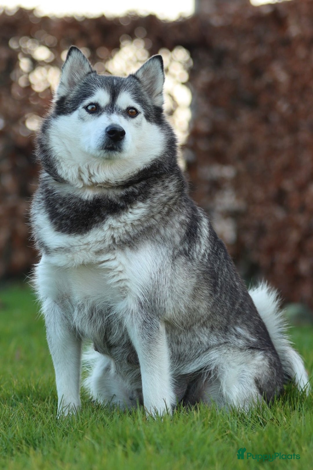 Pomsky honden te koop: Schitterende Pomsky pups  - Advertentie 8