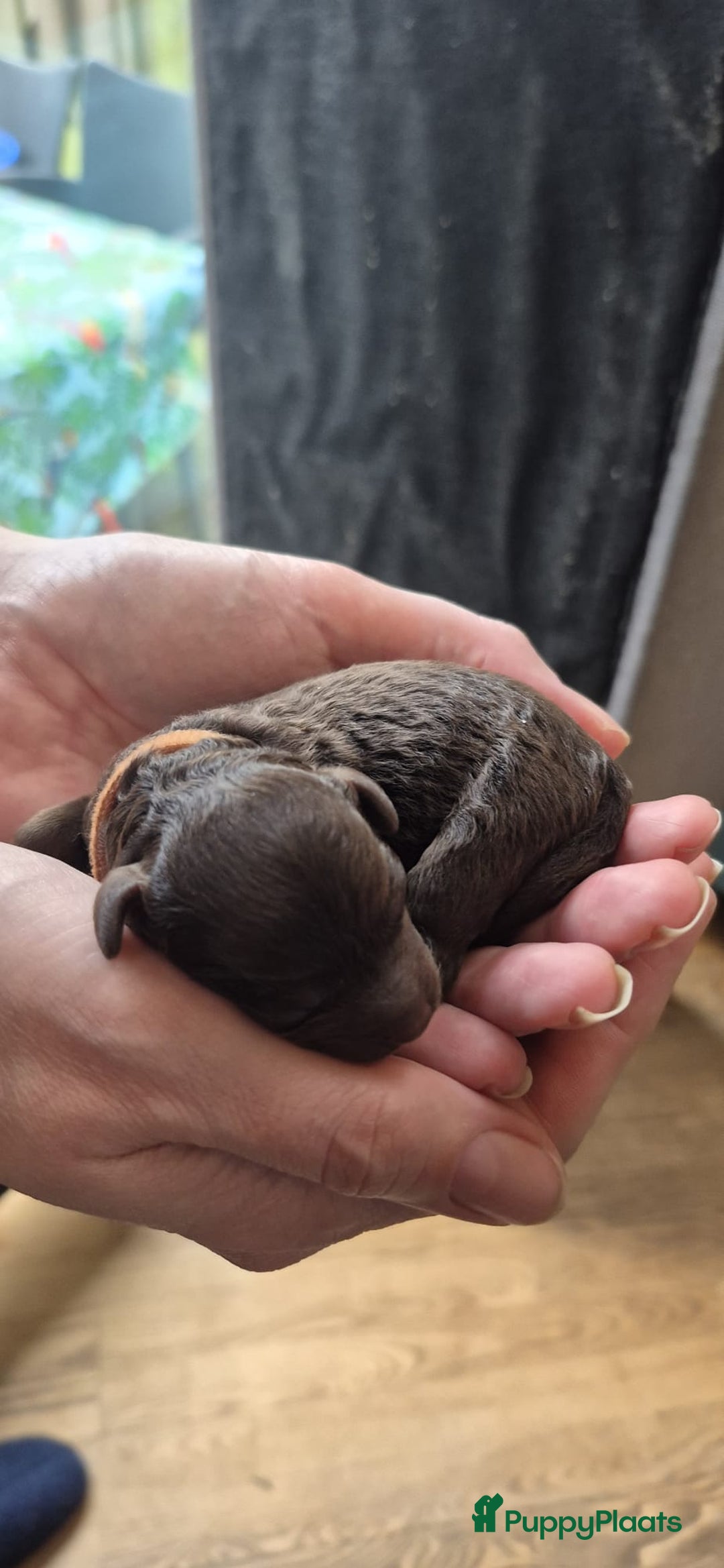 Poedel Toy honden te koop: Prachtige toypoedel pups teefjes - Advertentie 8