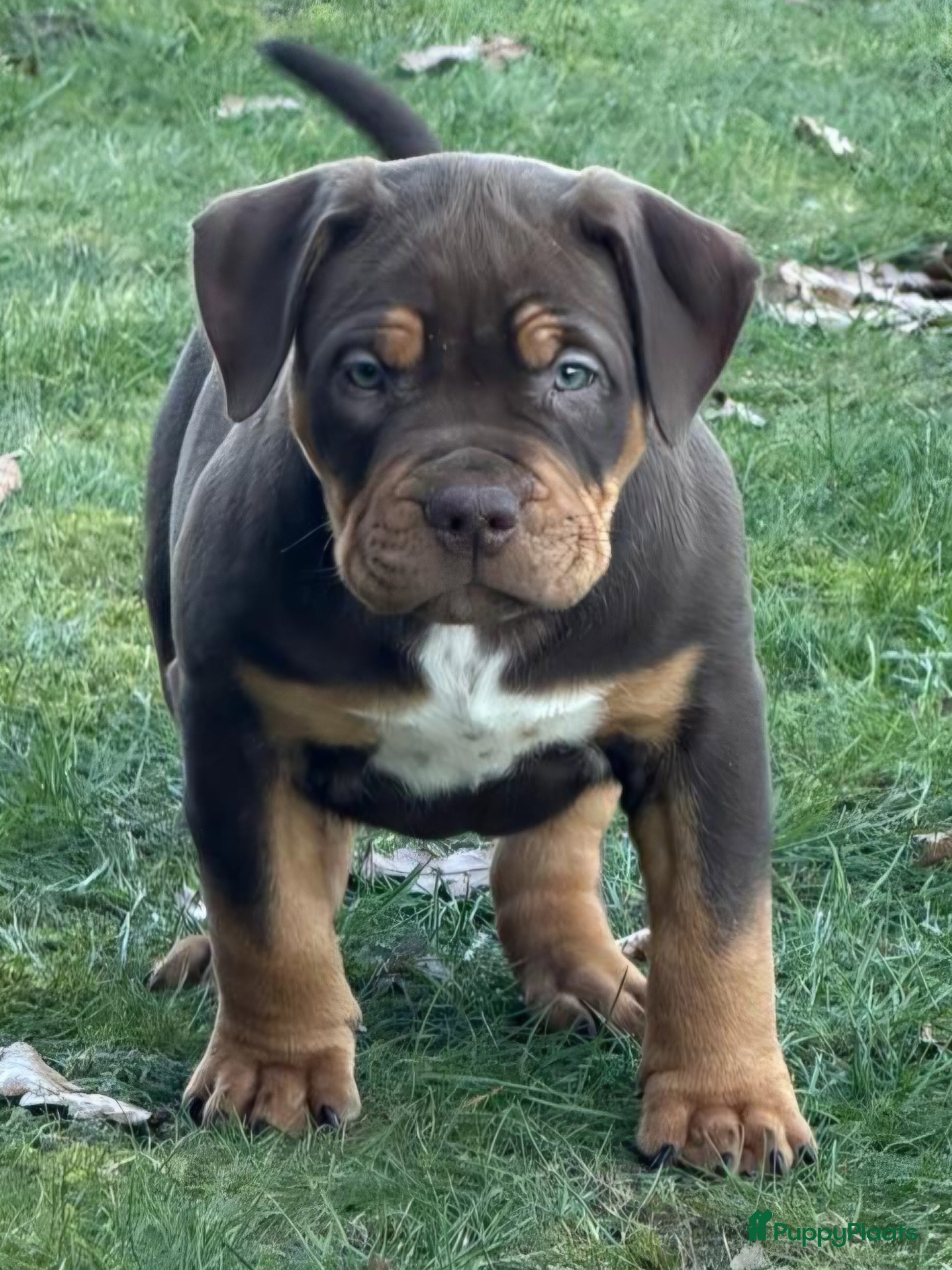 Amerikaanse Bully honden Pups Bully XL beide ouders kampioen - Advertentie 1