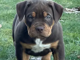 Amerikaanse Bully honden Pups Bully XL beide ouders kampioen - Advertentie 1