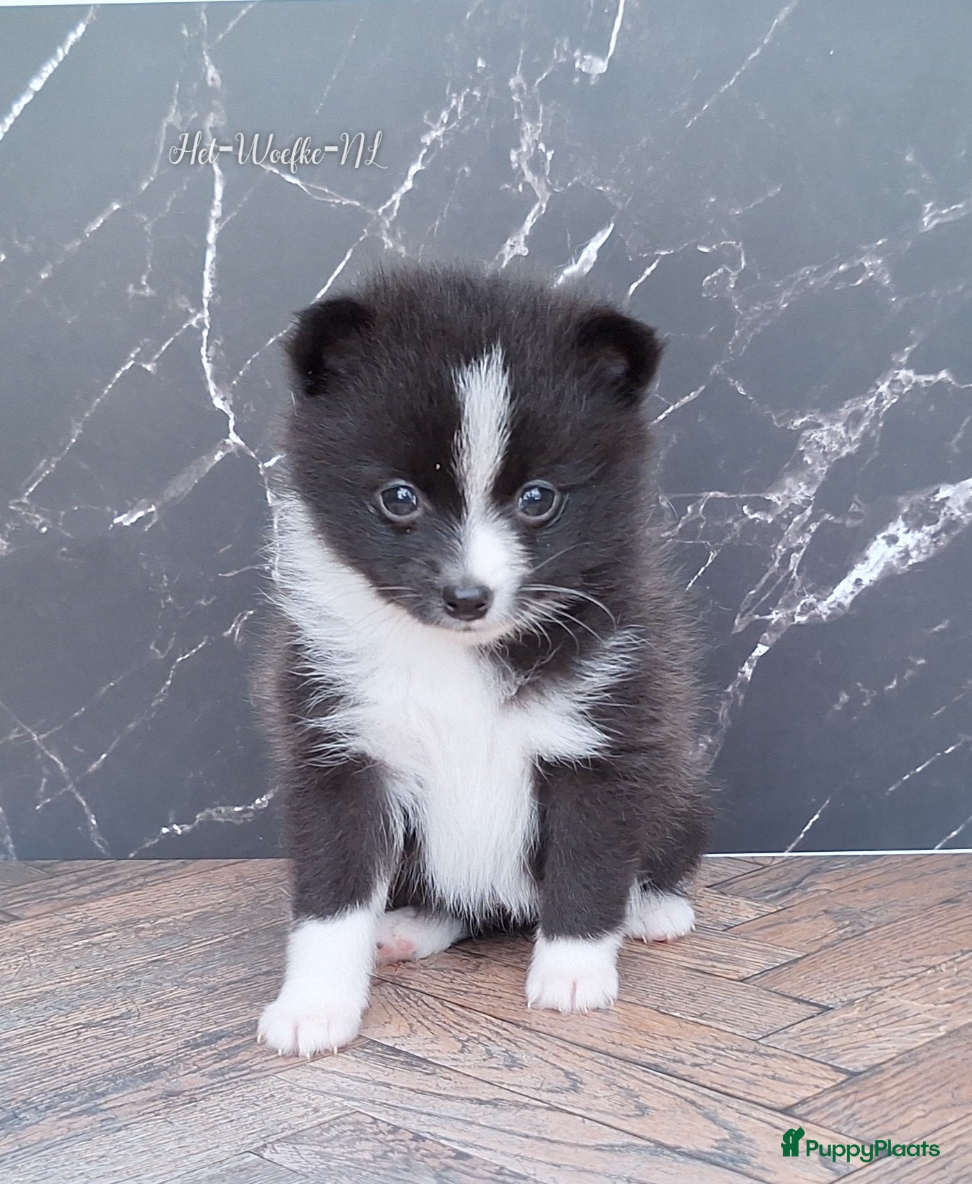Pomsky honden te koop: Alice 🩷 F3b pomsky puppy - Advertentie 4
