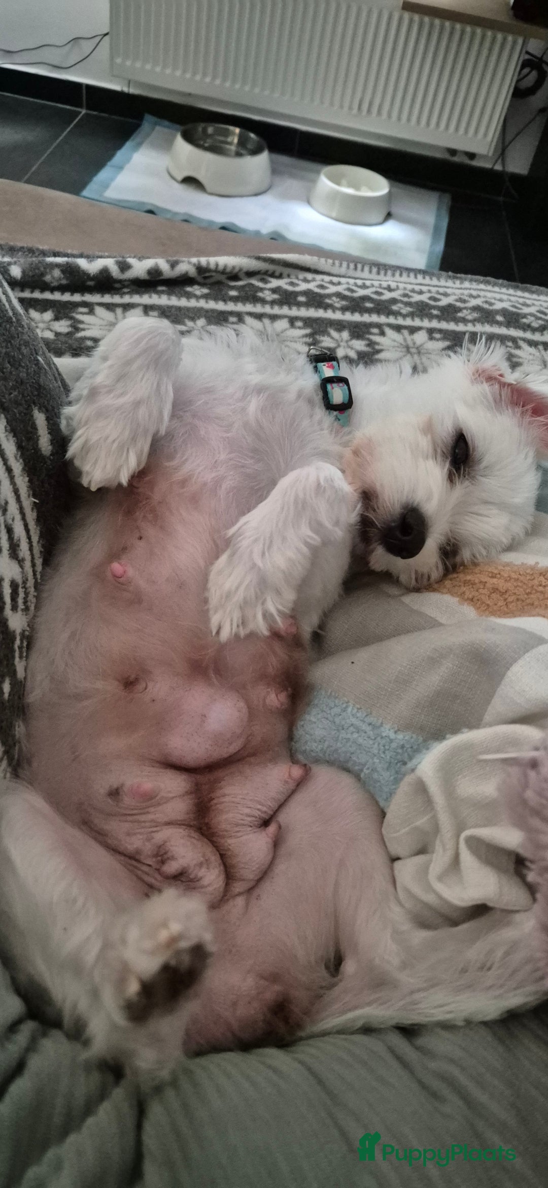 Maltezer honden te koop: Malteser toy - Advertentie 6