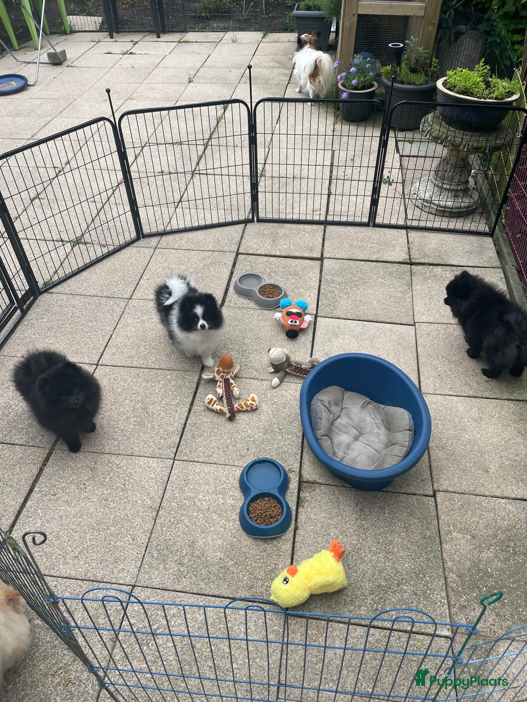 Pomeriaan honden te koop:  2 Prachtige pomeriaan/dwergkees pups. in Enkhuizen - Afbeelding 14