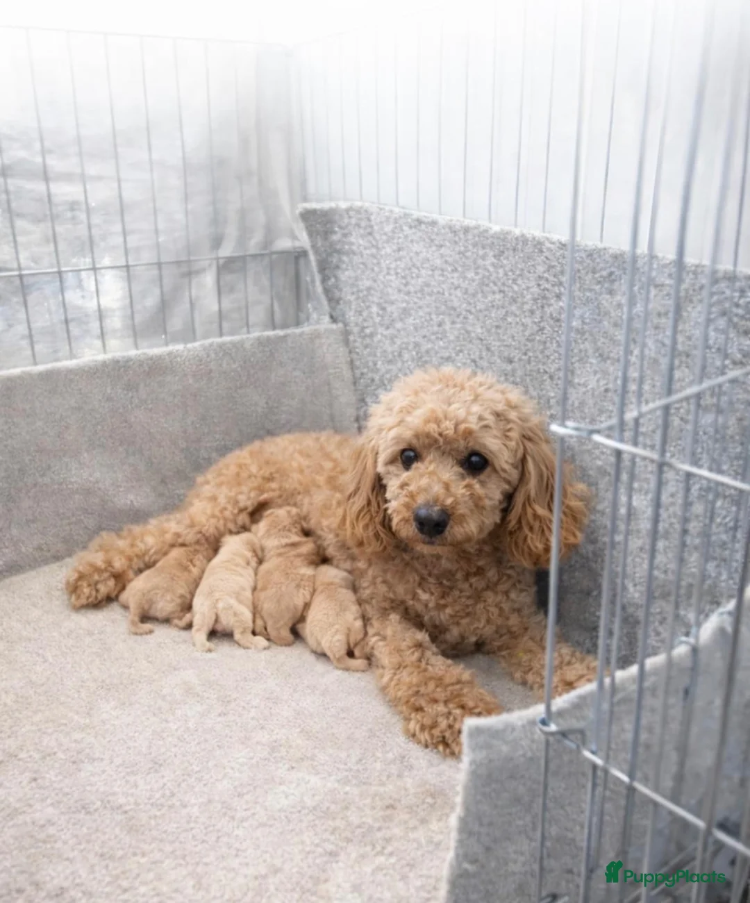 Poedel Toy honden te koop: Toy poedel pupjes klaar voor warme mandje. - Advertentie 2