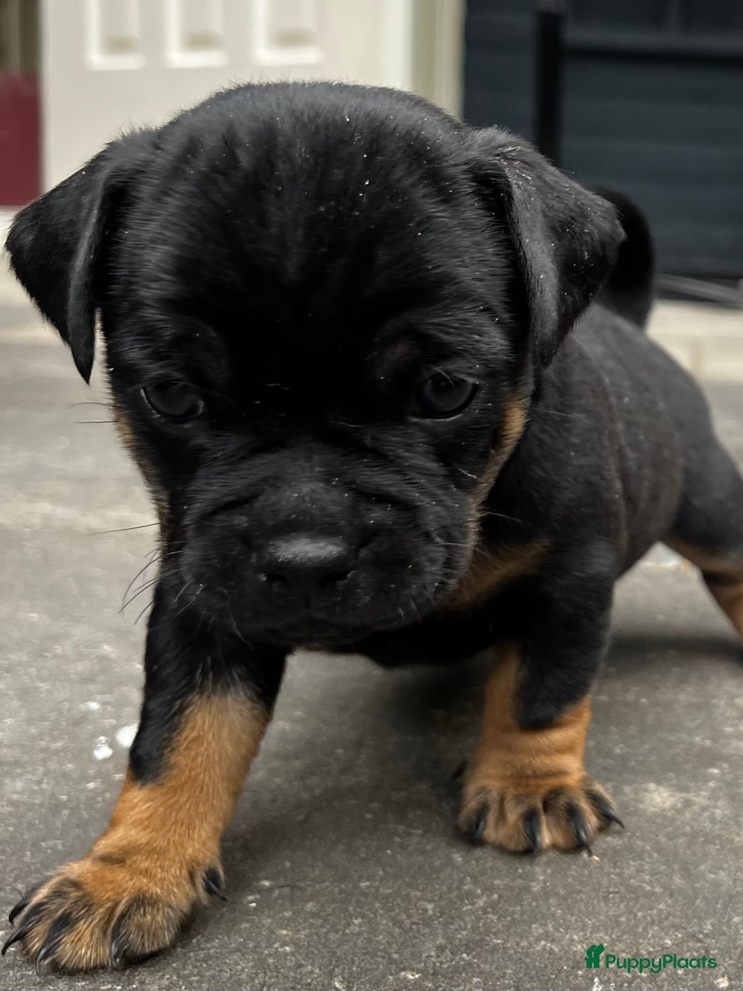 Dwergpinscher honden te koop: Carlin Pinscher Puppy’s te koop - Afbeelding 26