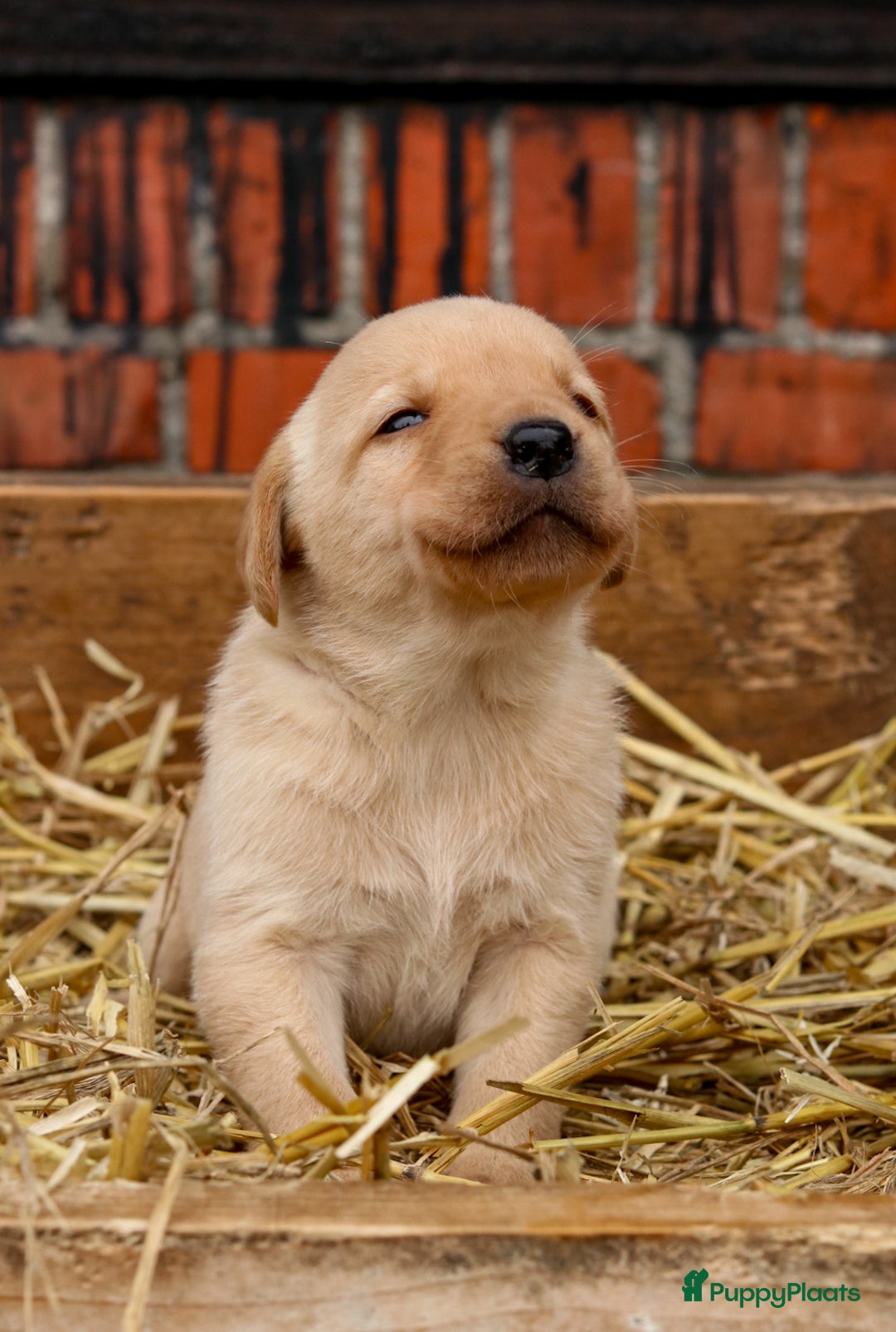 Labrador Retriever honden te koop: Prachtige sociale labrador pups te koop - Advertentie 5