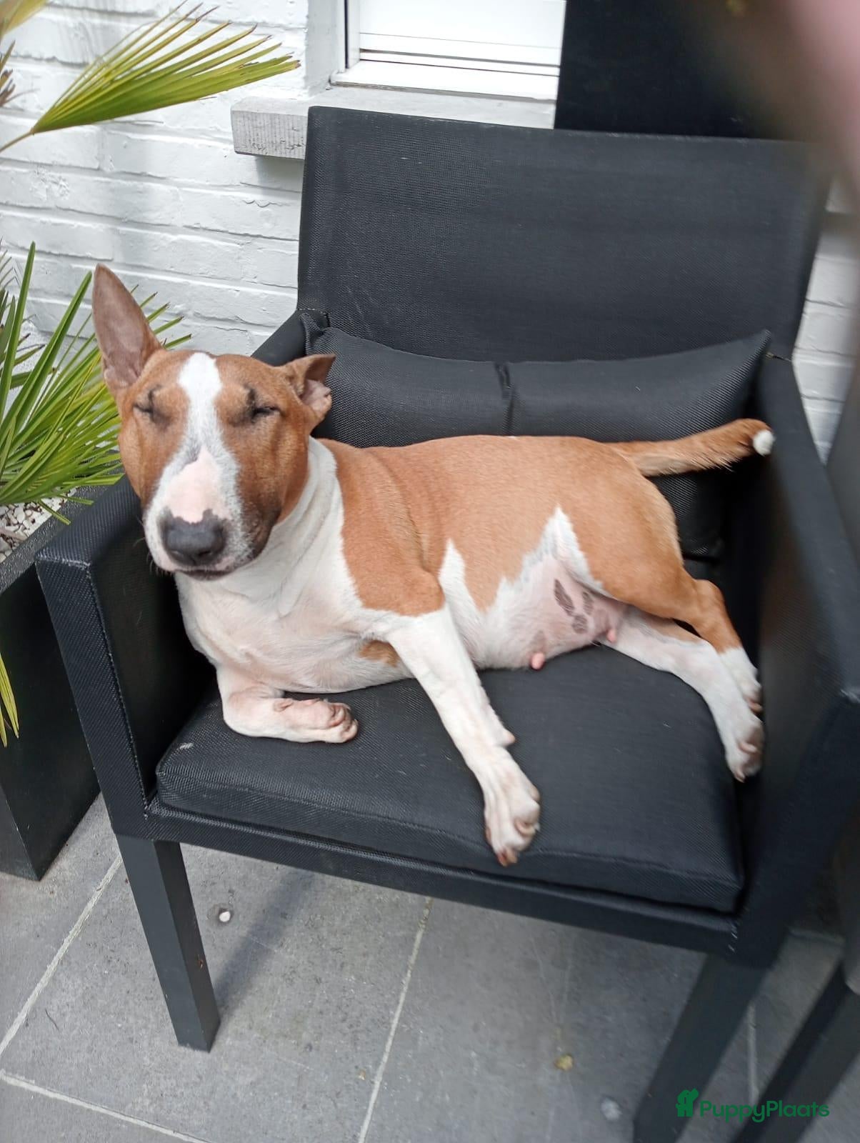 Bull Terriër honden Nog 1 pup Miniatuur Bull Terriër Ter Beschikking - Advertentie 1