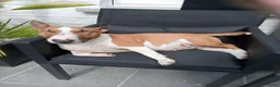 Bull Terriër honden te koop: Nog 1 pup Miniatuur Bull Terriër Ter Beschikking - Advertentie 1
