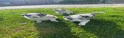 Border Collie honden te koop: Border Collie pups - Advertentie 15