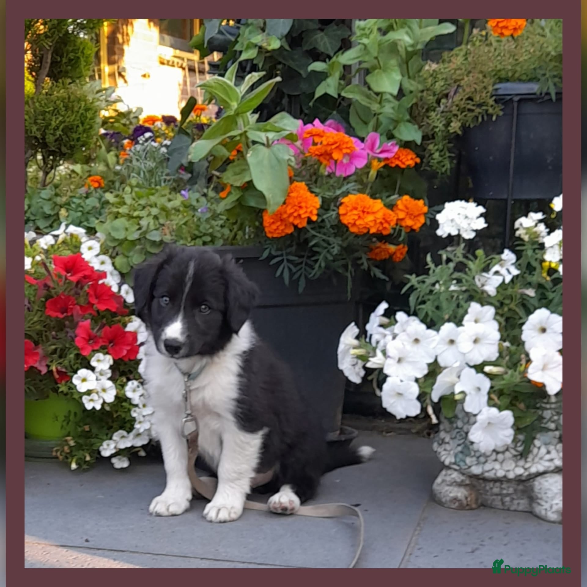 Border Collie honden Herplaatsing: Prachtig, lief Border Colliepup  - Advertentie 2