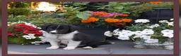 Border Collie honden te koop: Herplaatsing: Prachtig, lief Border Colliepup  - Advertentie 1
