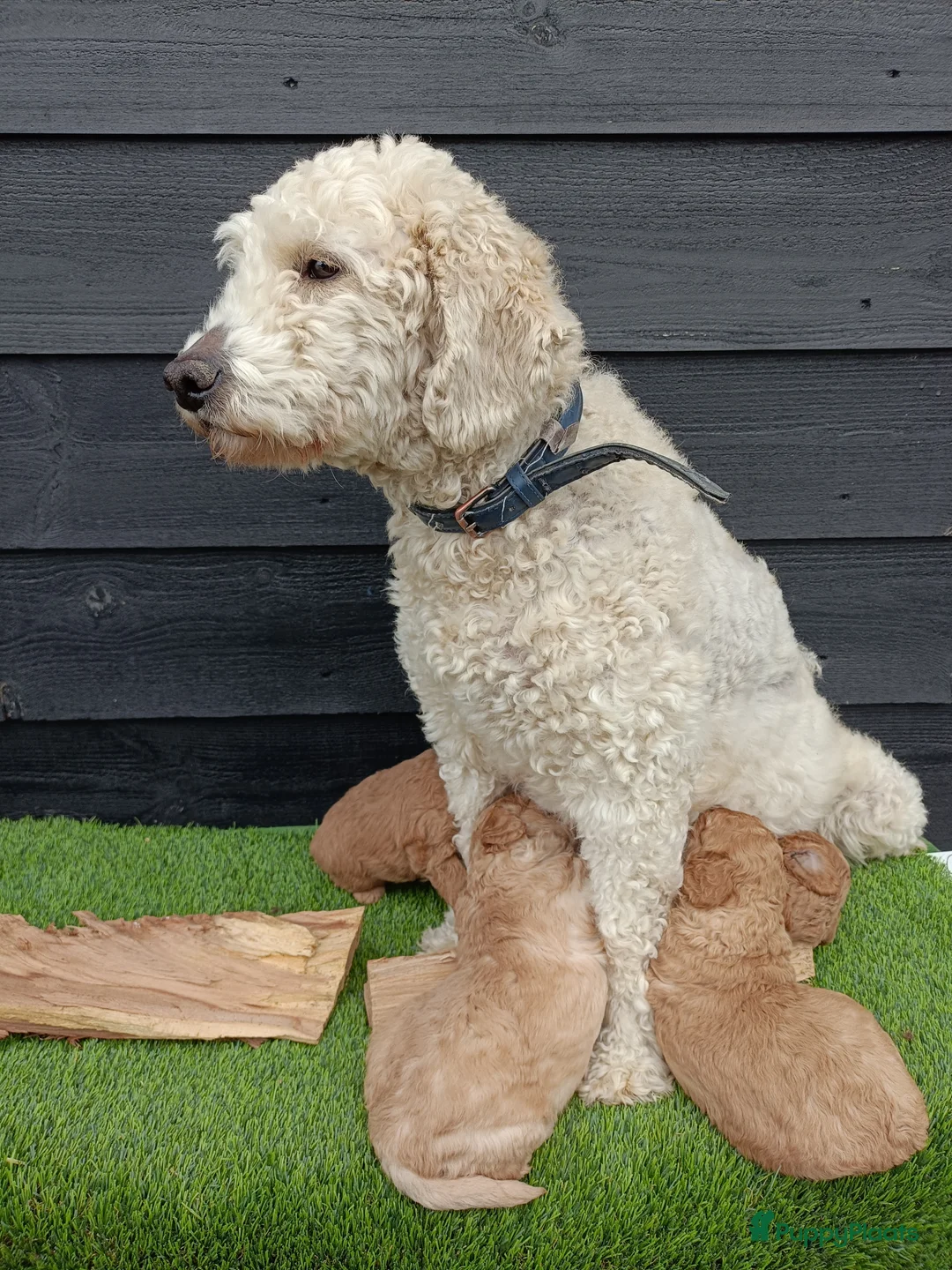 Labradoodle honden te koop: Super schattige labradoodle pups te koop! - Advertentie 7