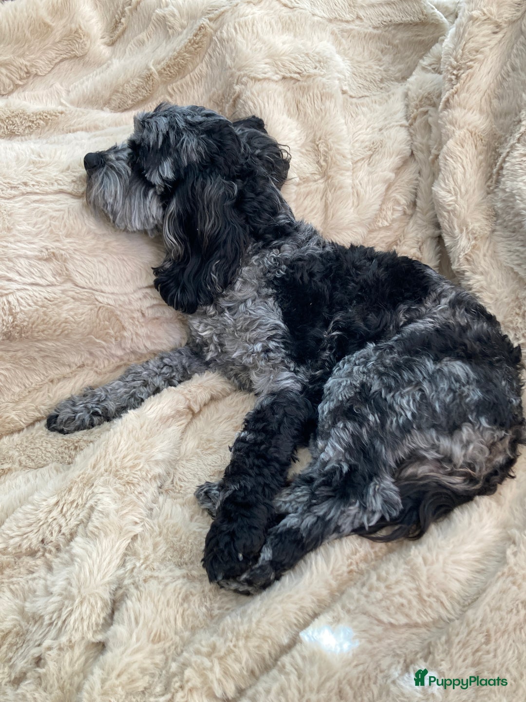 Cockapoo honden te koop: Health-Checked Mini Cockapoo Litter - Advertentie 4