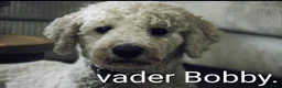 Labradoodle honden te koop: Prachtige Labradoodles - Advertentie 10