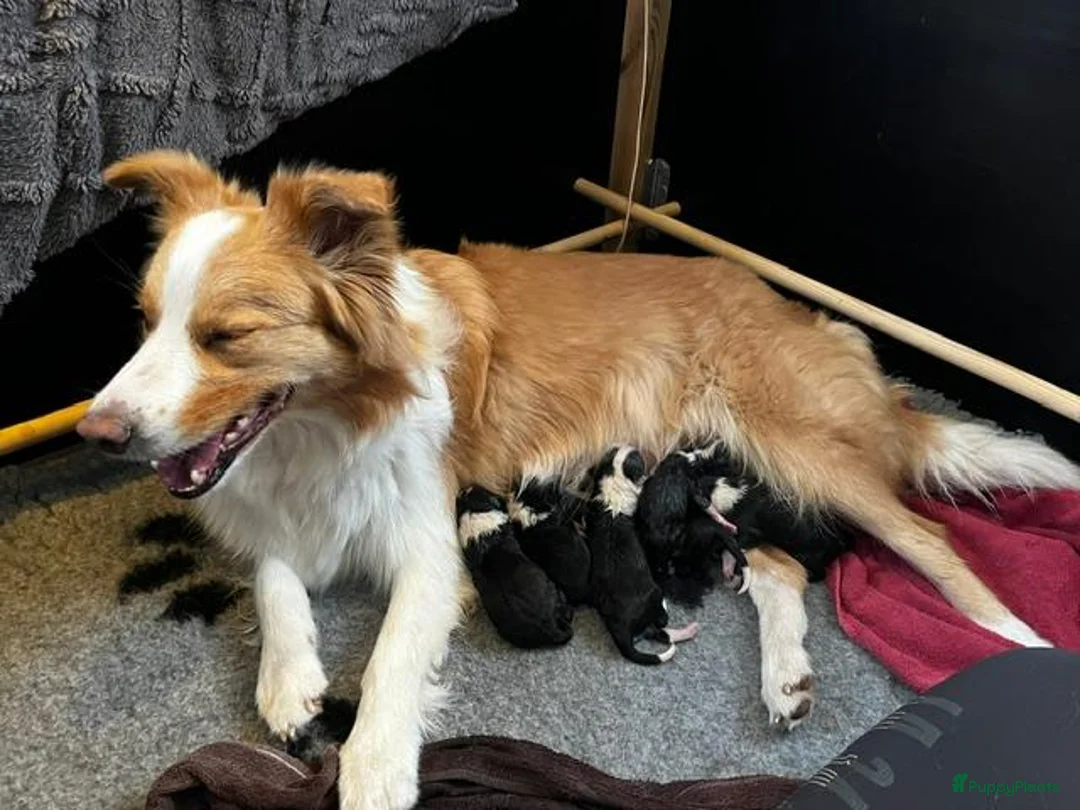 Border Collie honden te koop: FCI stamboom Border Collie pups - Advertentie 1