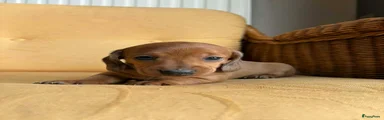 Kruising Puppy 3