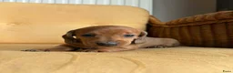 Kruising honden te koop: Prachtige Teckelpups zoeken een liefdevol thuis 🐾 - Advertentie 3