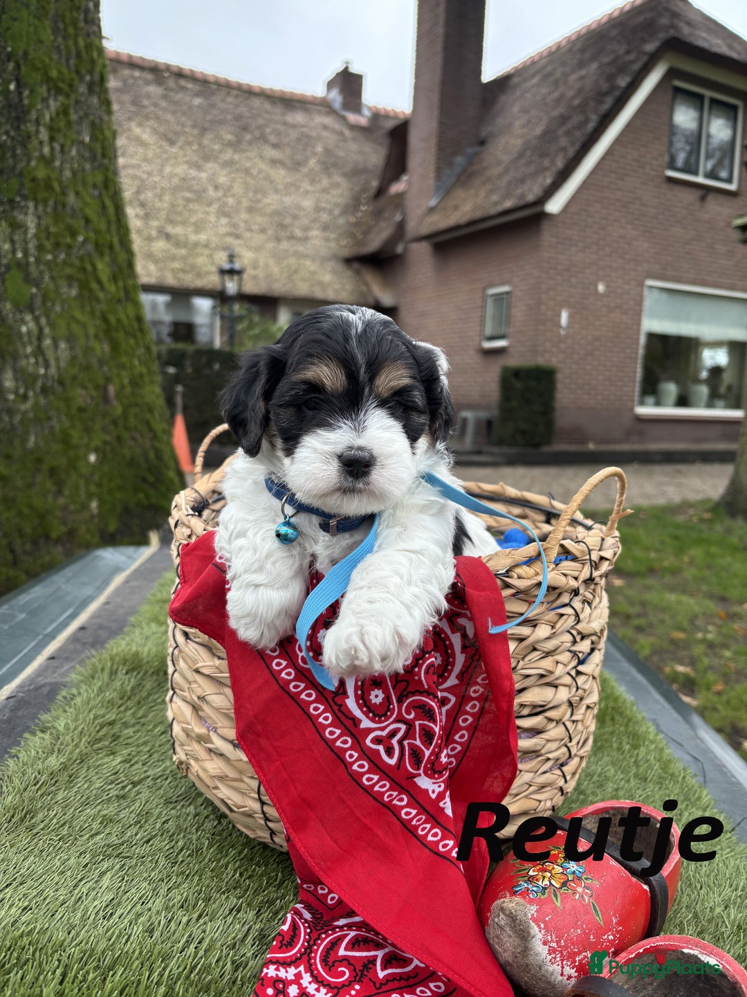 Kruising honden te koop: Schattige Boomer Puppy's - Advertentie 9