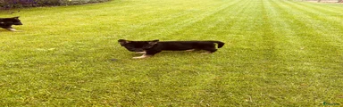 Duitse Herder 7