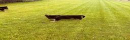 Duitse Herder honden te koop: Prachtige Duitse herder pups - Advertentie 6