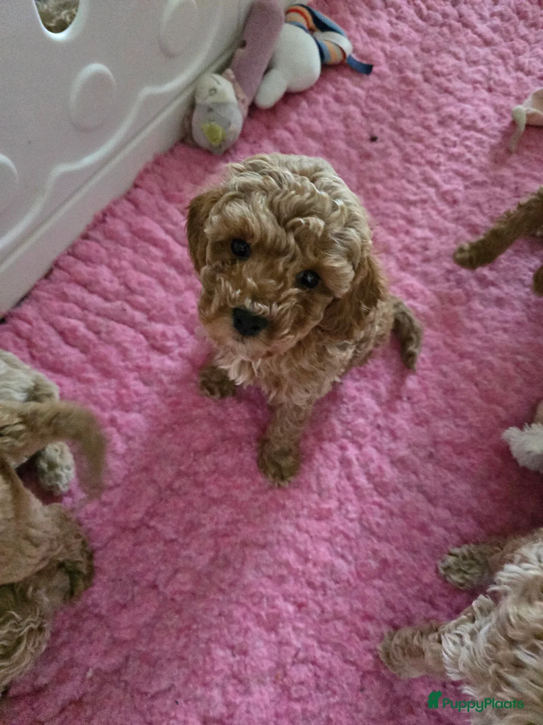 Maltipoo honden te koop: Mooie Maltipoo / toy poedel pup pups - Advertentie 29